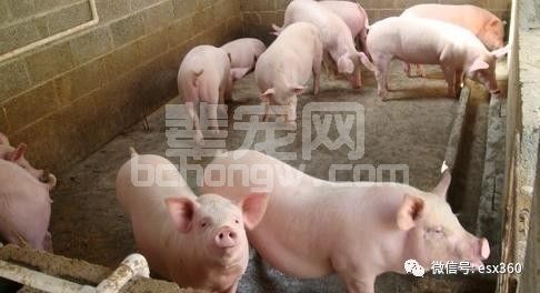 养猪场管理6大妙招，据说聪明的养猪人都在用！