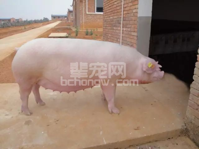 想要母猪1窝生14头以上，该怎么养？