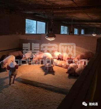 猪场冬季常见的保温及注意事项
