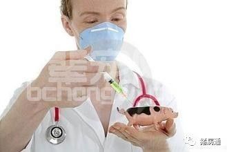 养猪小常识：打针与投药的技巧！