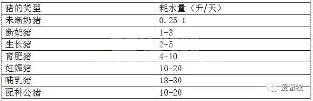 不同类型猪对水的需求量，你一定要知道！
