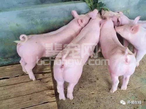 母猪反复发情、持续发情、假发情……怎么办，这里有解决办法！