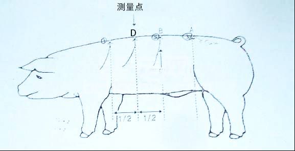 挑选后备母猪有10看（多图详解），建议收藏