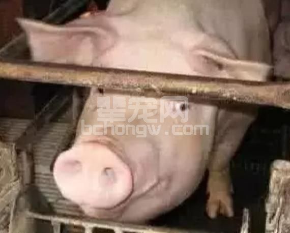 一个小小的改变往往能给猪场带来巨大的利润，看国外养猪生产商获利妙法