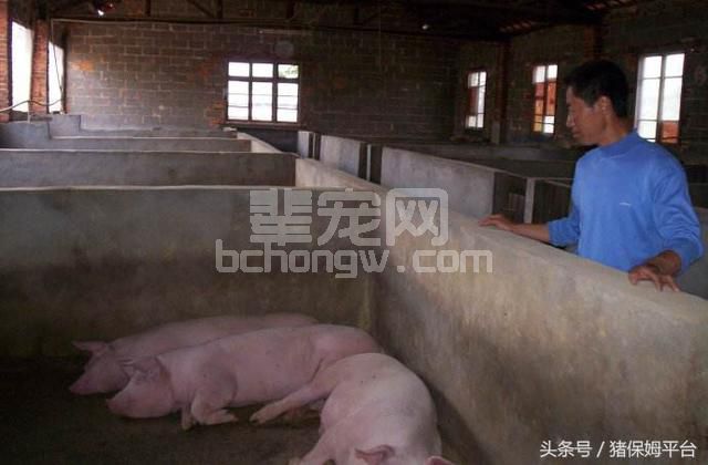 养猪的五个基本功，做好了再说赚钱吧