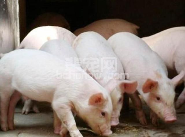 科学养猪三部曲，低投入、环保好、长膘快