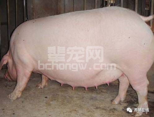从妊娠母猪的吃喝拉撒睡谈它的饲养管理