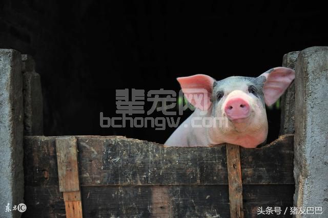 养猪人别再被骗了！这种养猪场粪污处理模式其实就是个“坑”！