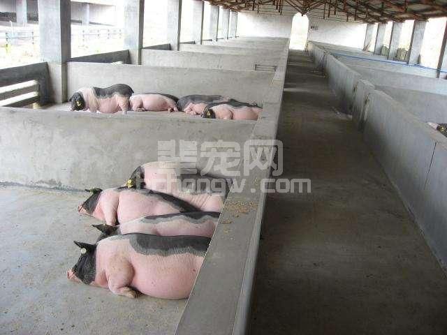 穷则思变，农民的新型养猪模式