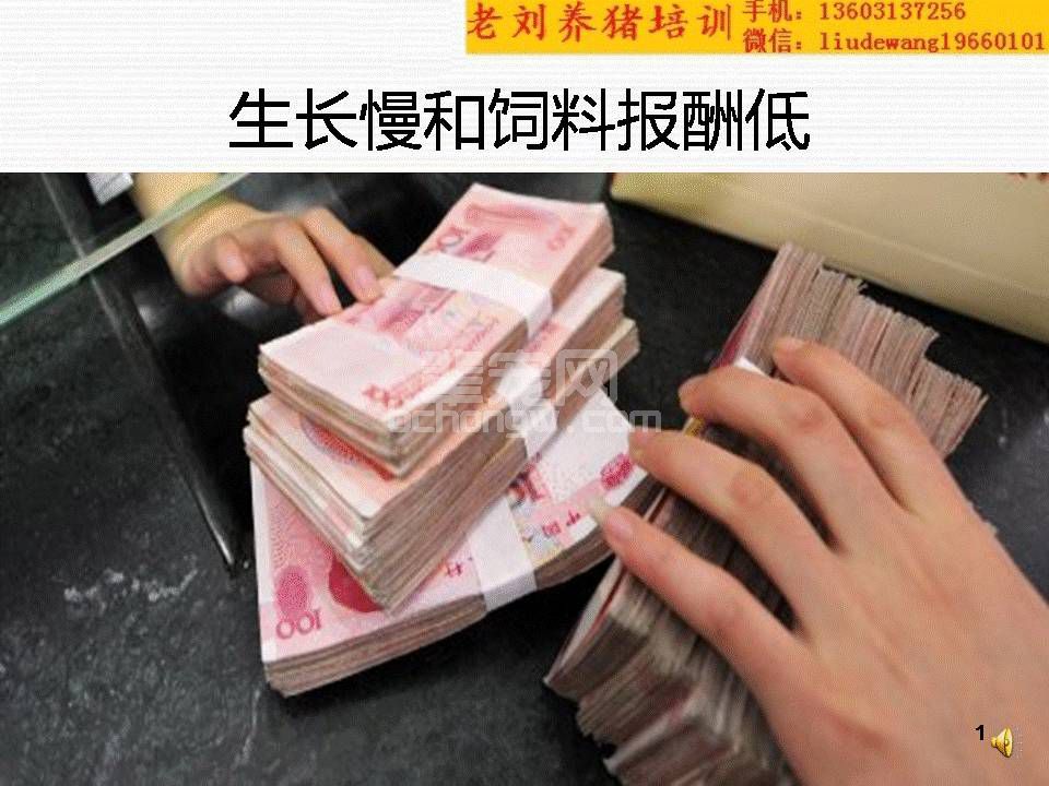 刘德旺养猪培训 解剖——生长慢和料肉比高