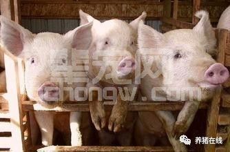 猪只的生理习性，这些你一定要知道！