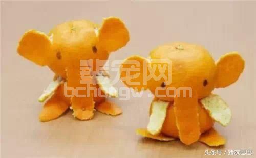 用桔子皮喂猪妙用多，只有少数的养猪人知道！