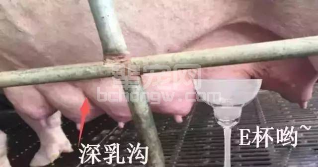 判断母猪奶水好坏，这四步值得你学！