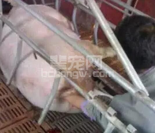 给母猪助产就是把手伸进去，把猪掏出来那么简单？