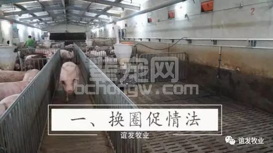 母猪不发情莫发愁,这里有十大绝招!招招简单实用！
