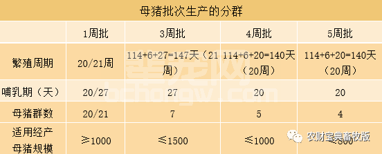 批次化管理母猪，猪场也能有星期天