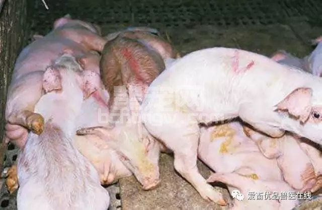 没有做好以下的预防措施，你的仔猪怎么安全过秋？