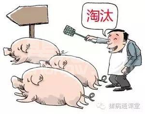 做好这点，你的养猪成本能下降一半！！