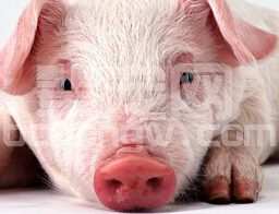 35个养猪业的“新概念”简明！实用！
