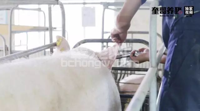 安抚母猪小妙招，有效提高仔猪存活率！