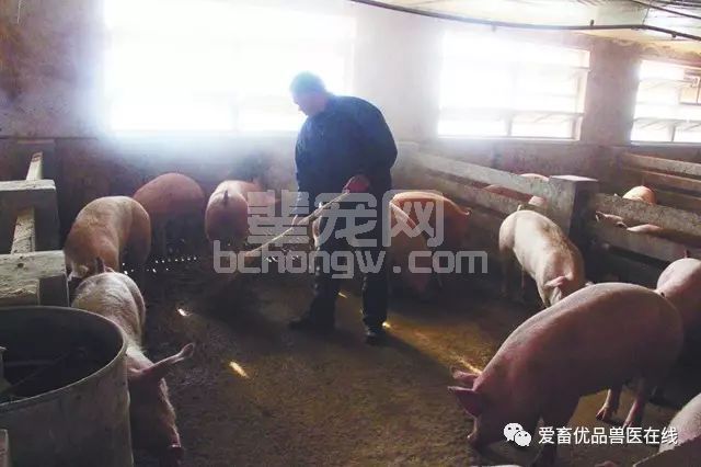 秋季养猪，如何把握黄金时期快速育肥，给猪“贴秋膘”