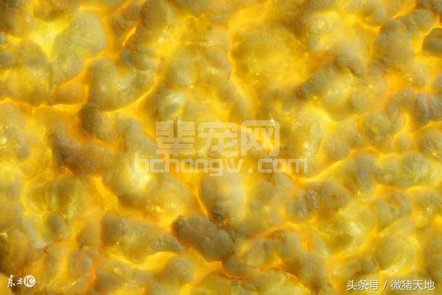 农民学养猪，玉米喂猪要做好“二不要”和“五要”