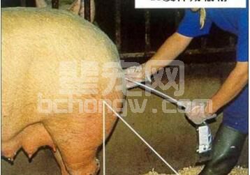 养猪技术：生产实践中输精遇到特殊情况的处理方法