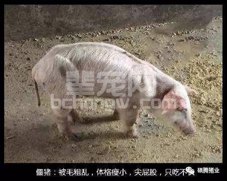 让“僵猪”不僵，如何处理最科学？别让“僵猪”掏空猪场的利润……