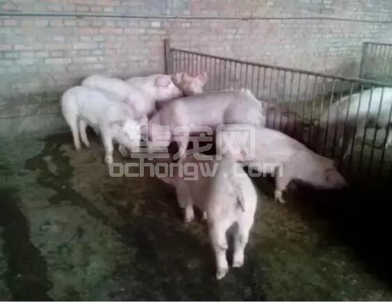 小知识：仔猪食欲不振怎么办？