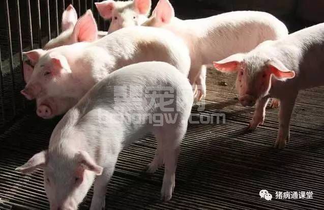 猪场PSY、MSY，哪个更能揭秘猪场效益？