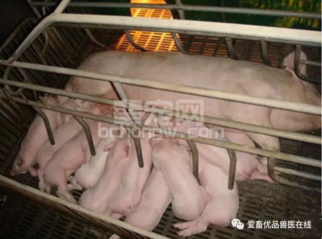 新生仔猪正确的护理方法大揭秘？错过你就亏大了