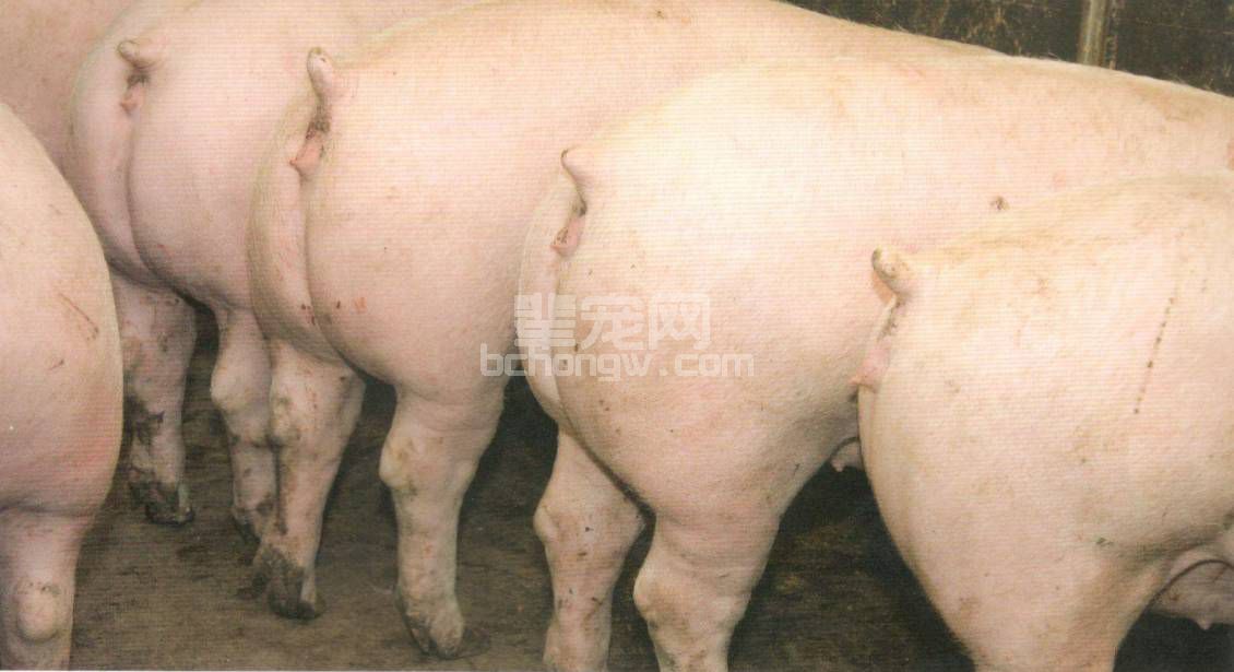 猪怎样才算生长正常？