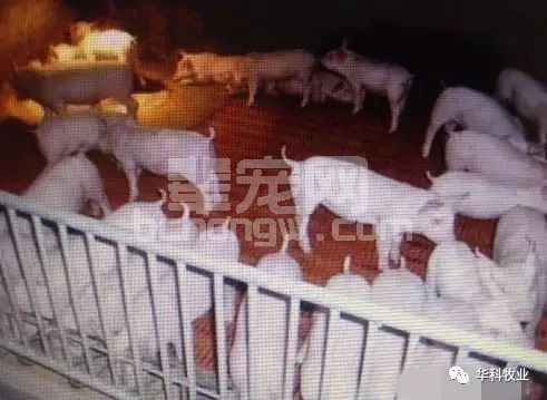 小猪长骨，中猪长皮，大猪长肉，肥猪长油！