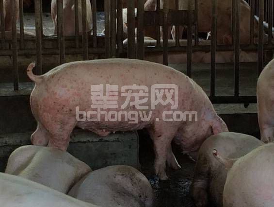 猪身上起红斑？千万别忽视！
