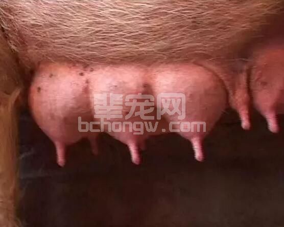 初乳如何采集？？？