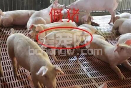 僵猪如何养？这四招快速给僵猪增肥