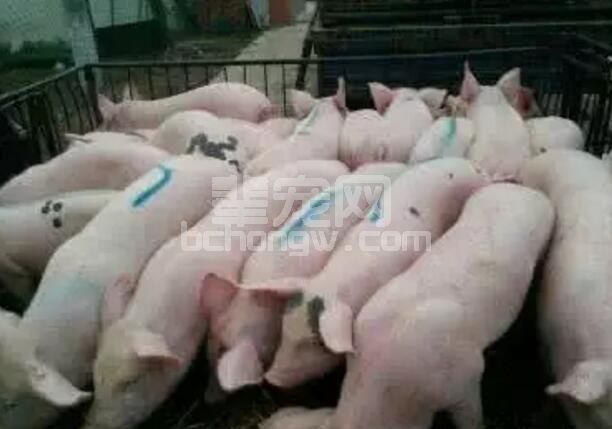这些小技巧可助您挑选到更优良的仔猪!