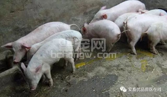 你的小猪又拉又吐，可以从这篇文章中找原因