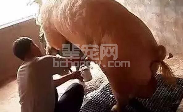 种公猪这几个时间点采精价值最高