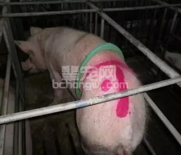靠谱！母猪怀不上是没考虑这些......