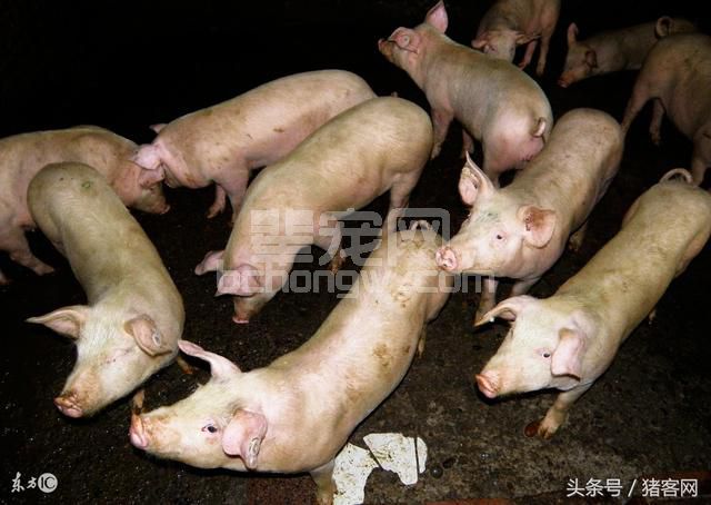 你会怎么降低养猪成本？我是这样做的···