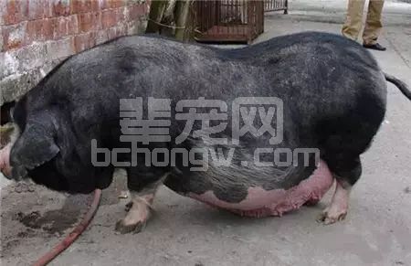 产房除潮、肥猪打针、小猪采血等小技巧，简单实用！
