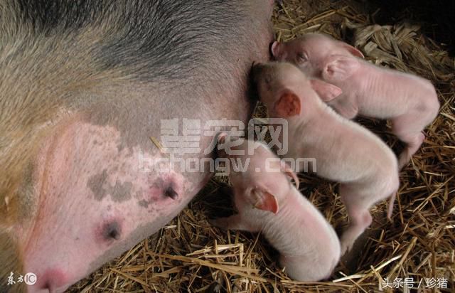 母猪实用养殖技术之常见病防控要点