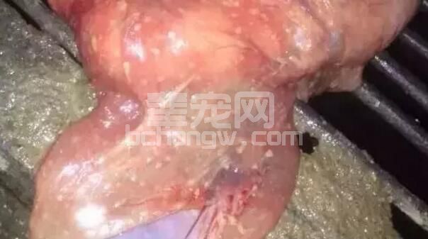 鉴别母猪是否产完的方法（养猪人必看）