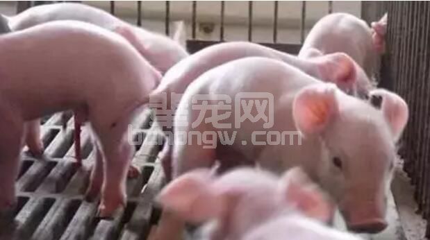 哺乳仔猪体质差，这四种方法帮你解决