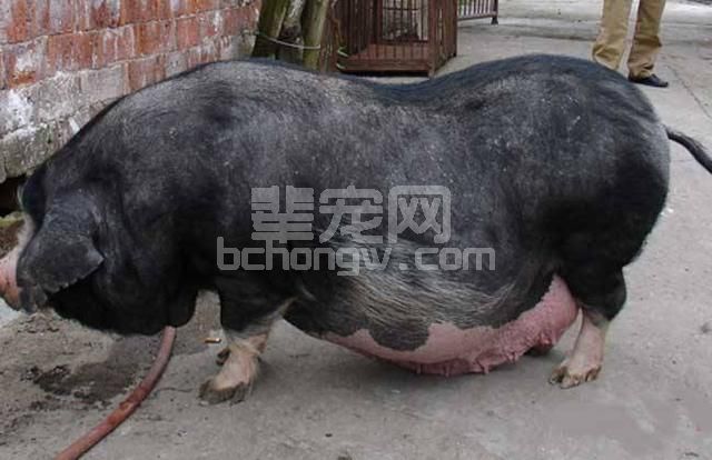 养猪新妙招，招招简单实用，你不懂就亏了