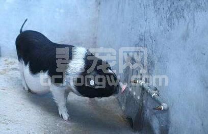 养猪人不得不知道的事：关于猪饮水