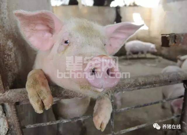 【生态养猪】青贮饲料喂猪好处多 如何制备猪用青贮饲料？