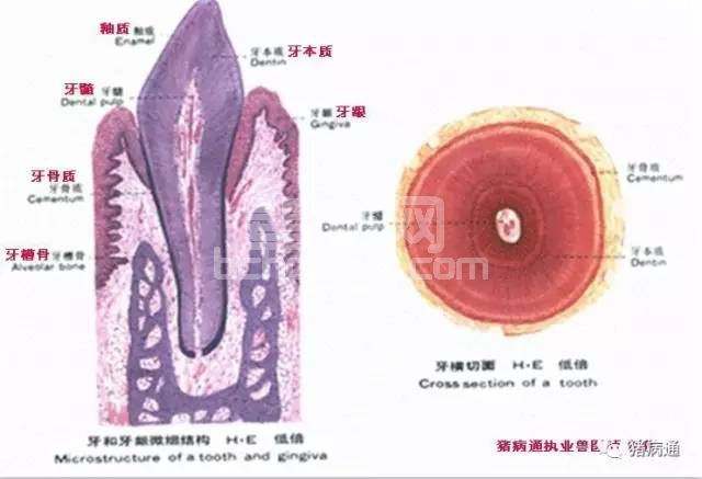 如何对仔猪科学的断牙？其实你不一定知道