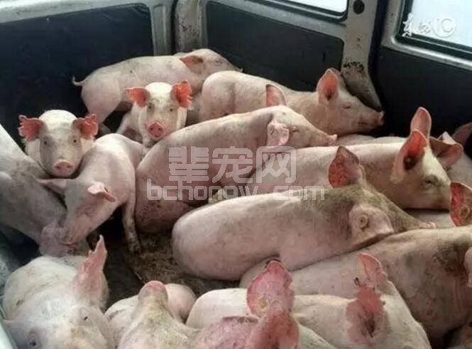 挑选优良仔猪的十个方面　选留母猪一定要狠！